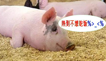 夏季豬群不吃食，找到根本原因才能輕松應(yīng)對(duì)！